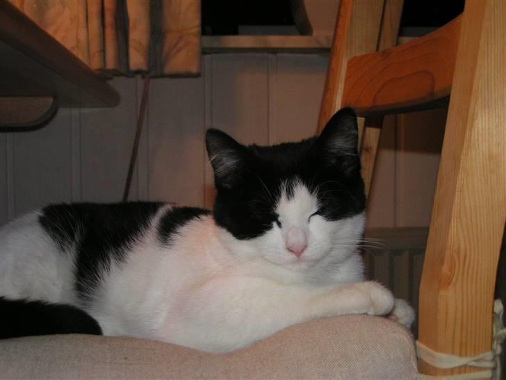 Huskat sally billede 3