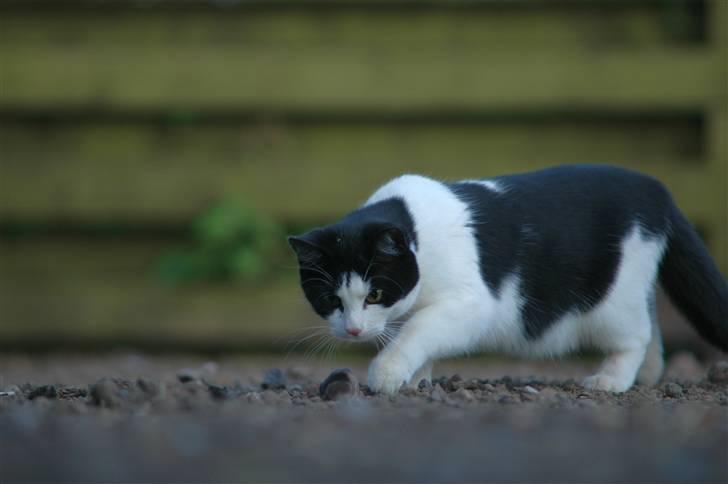 Huskat sally billede 4