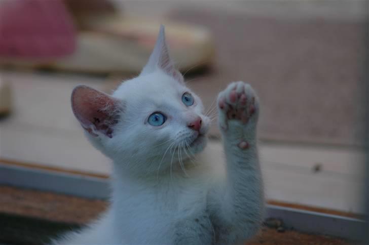 Huskat Gismo billede 1