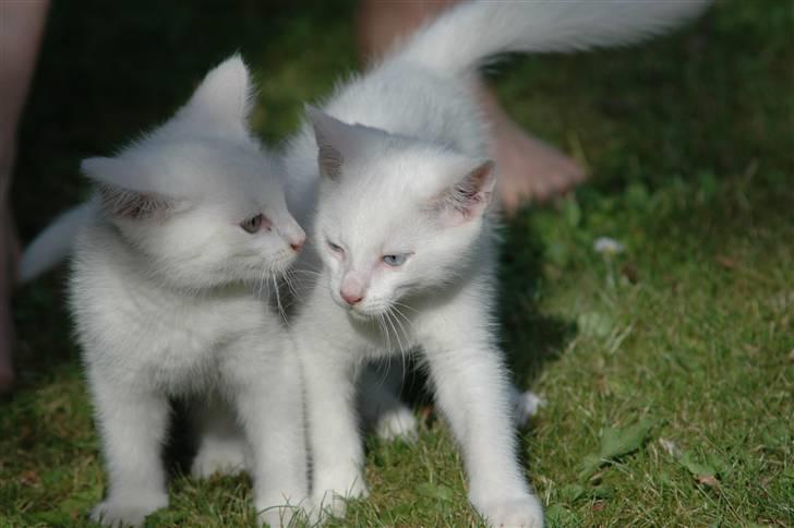 Huskat Gismo billede 2