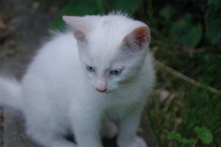 Huskat Gismo billede 3