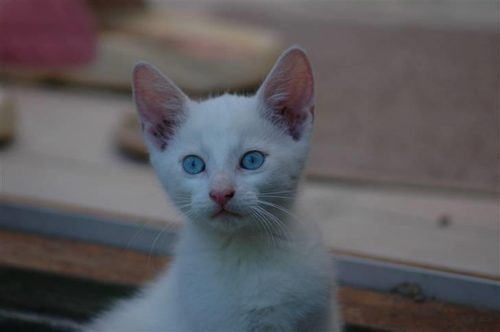 Huskat Gismo billede 4