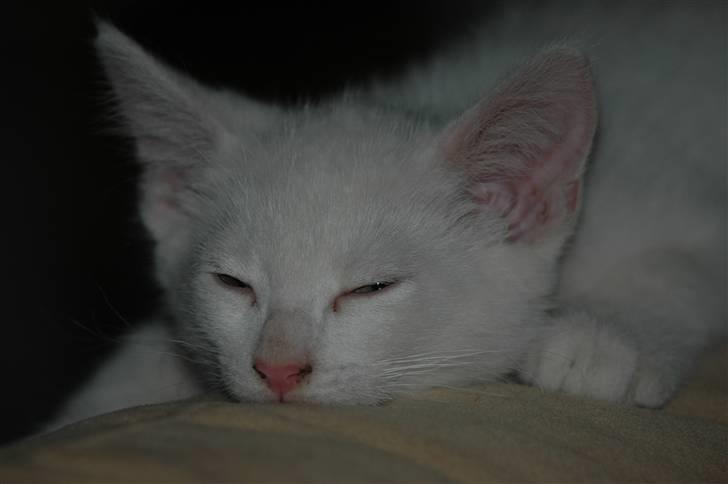 Huskat Oscar billede 1