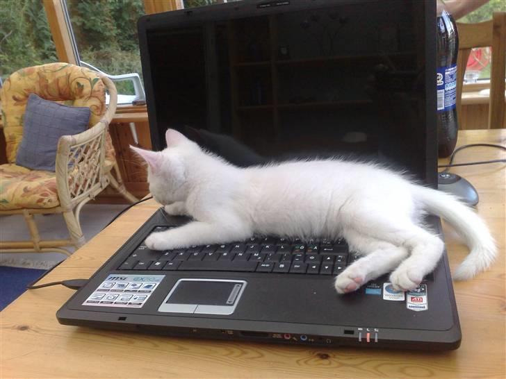 Huskat Oscar billede 2