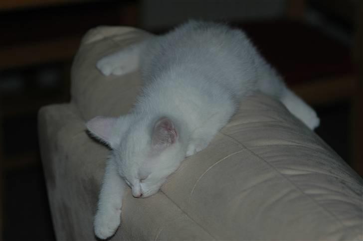 Huskat Oscar billede 4