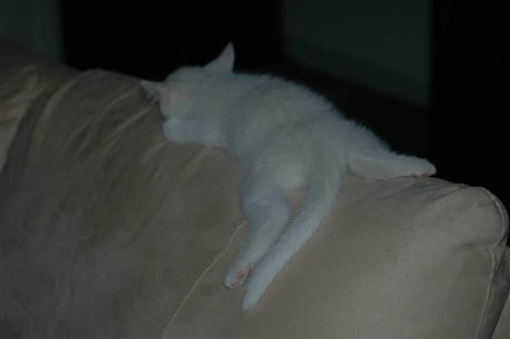 Huskat Oscar billede 5