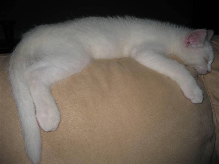 Huskat Oscar billede 6