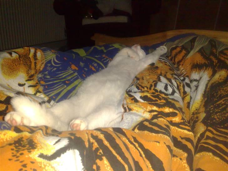 Huskat Gismo billede 5