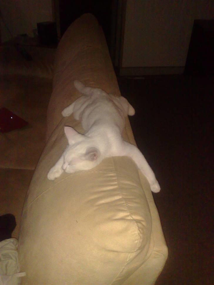 Huskat Oscar billede 7