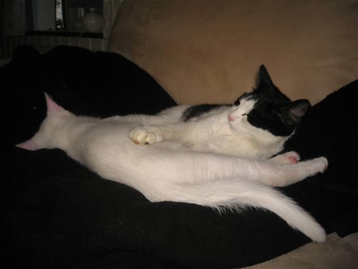 Huskat sally billede 5