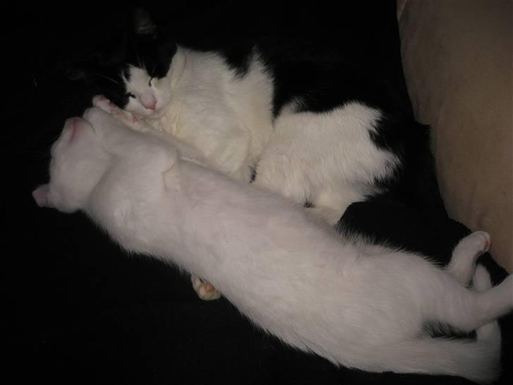 Huskat sally billede 6