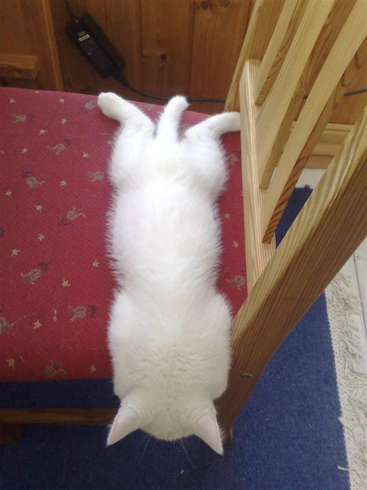 Huskat Oscar billede 8