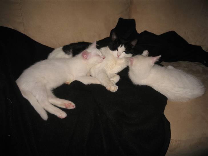 Huskat sally billede 8