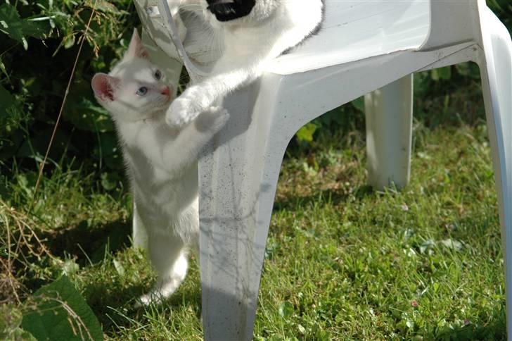 Huskat Gismo billede 6