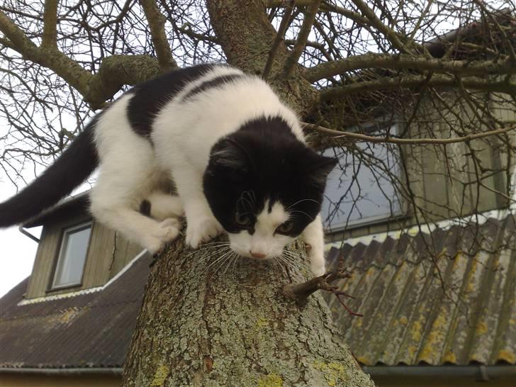 Huskat sally billede 9