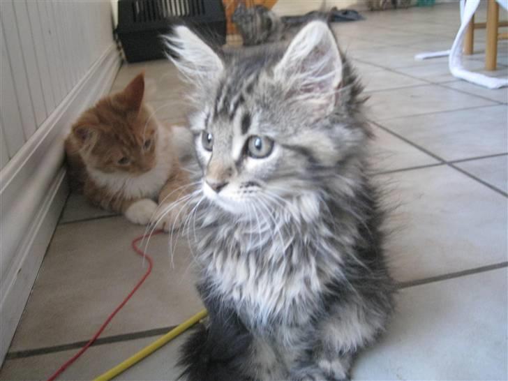 Maine Coon Cinderella Ice (mispigen) billede 2