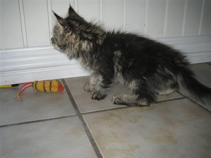 Maine Coon Cinderella Ice (mispigen) billede 3