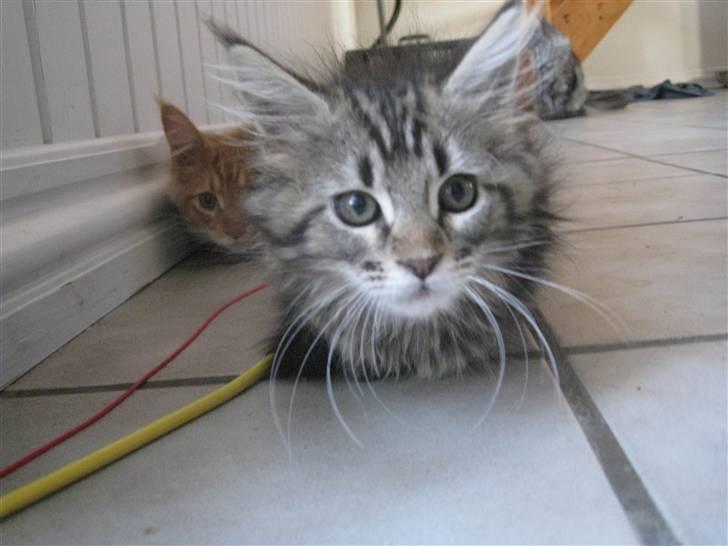 Maine Coon Cinderella Ice (mispigen) billede 4