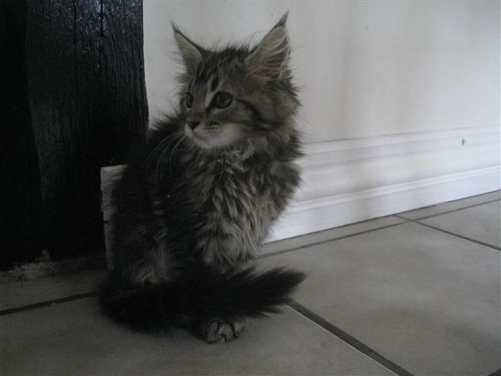 Maine Coon Cinderella Ice (mispigen) billede 5