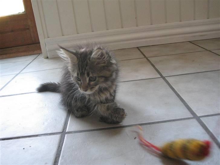 Maine Coon Cinderella Ice (mispigen) billede 6