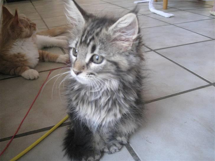 Maine Coon Cinderella Ice (mispigen) billede 7