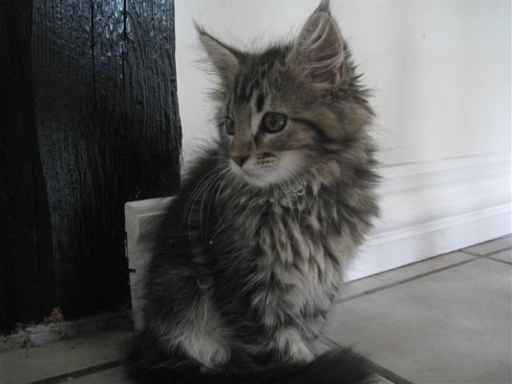 Maine Coon Cinderella Ice (mispigen) billede 8
