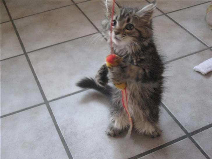 Maine Coon Cinderella Ice (mispigen) billede 9