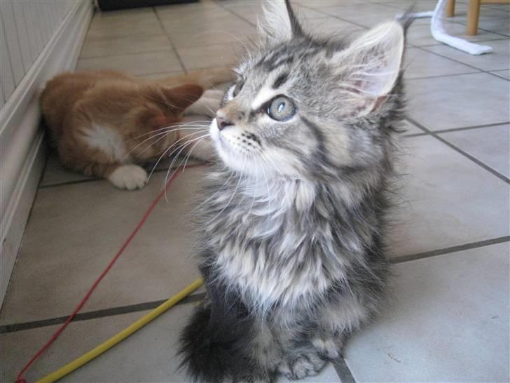 Maine Coon Cinderella Ice (mispigen) billede 10