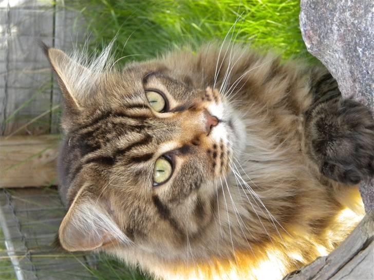 Maine Coon Tiger billede 8