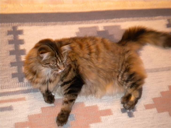 Maine Coon Tiger billede 11