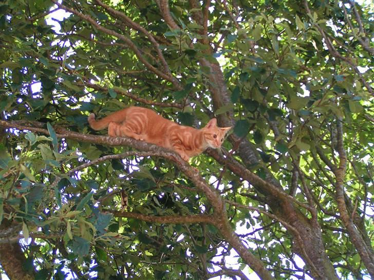 Huskat Henning (død 28 dec 09) billede 18