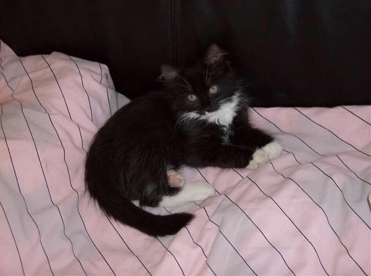 Blanding af racer mista ( aflivet) billede 1