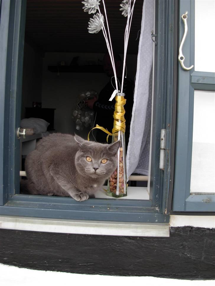 Blanding af racer pjevs billede 7