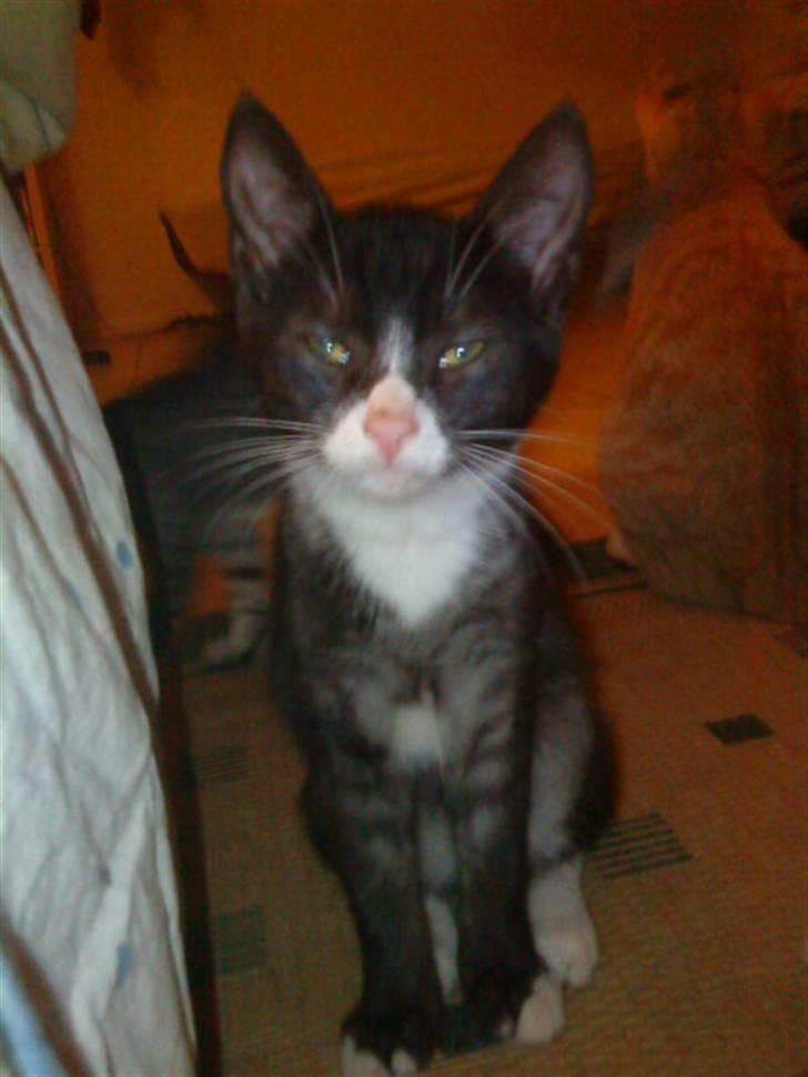 Blanding af racer Bandit'en billede 2