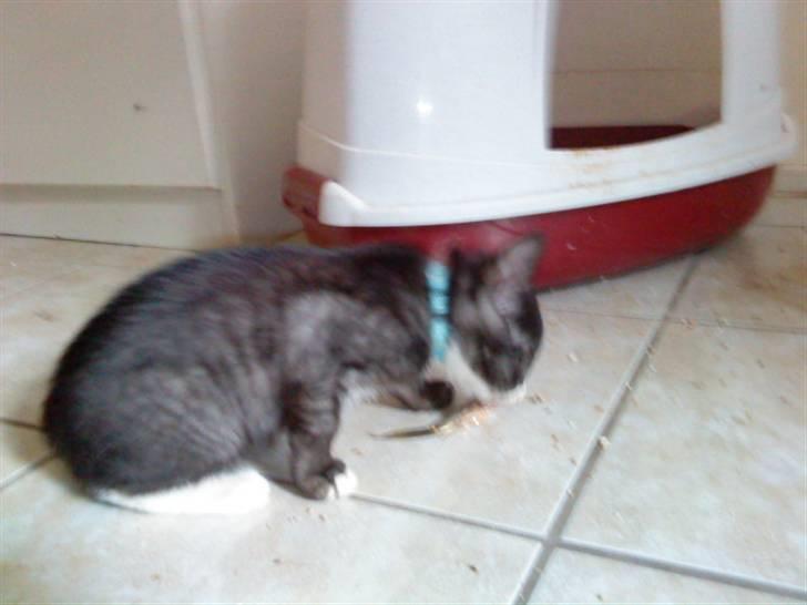 Blanding af racer Bandit'en billede 3