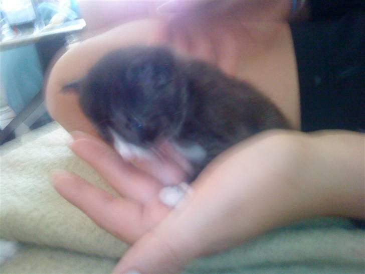 Blanding af racer Bandit'en billede 4