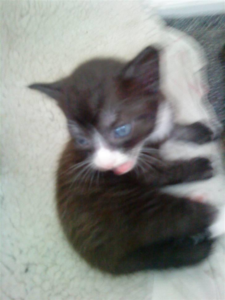 Blanding af racer Bandit'en billede 5