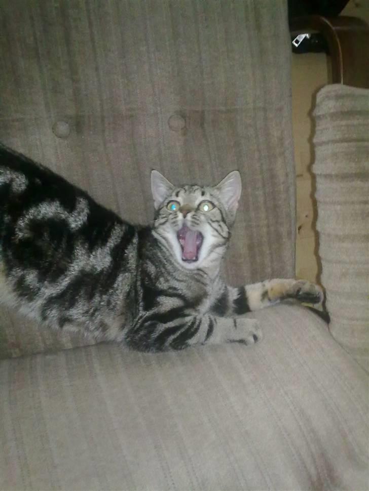 Huskat Felix billede 1