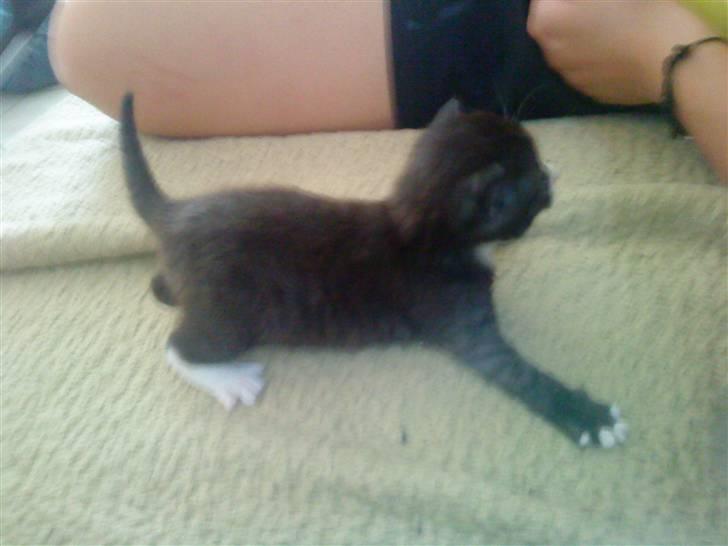 Blanding af racer Bandit'en billede 6