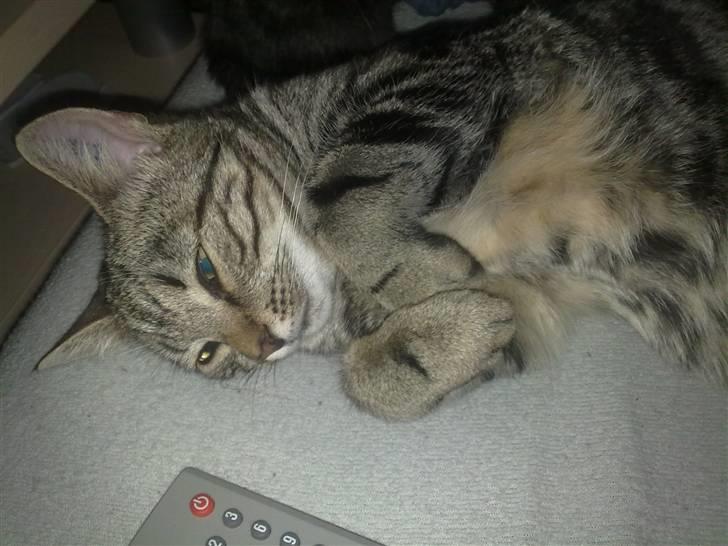 Huskat Felix billede 3