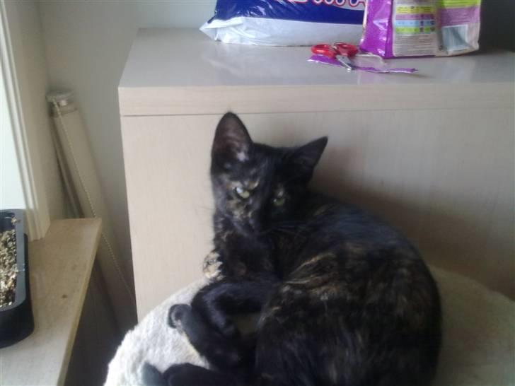 Huskat Bacardi billede 1