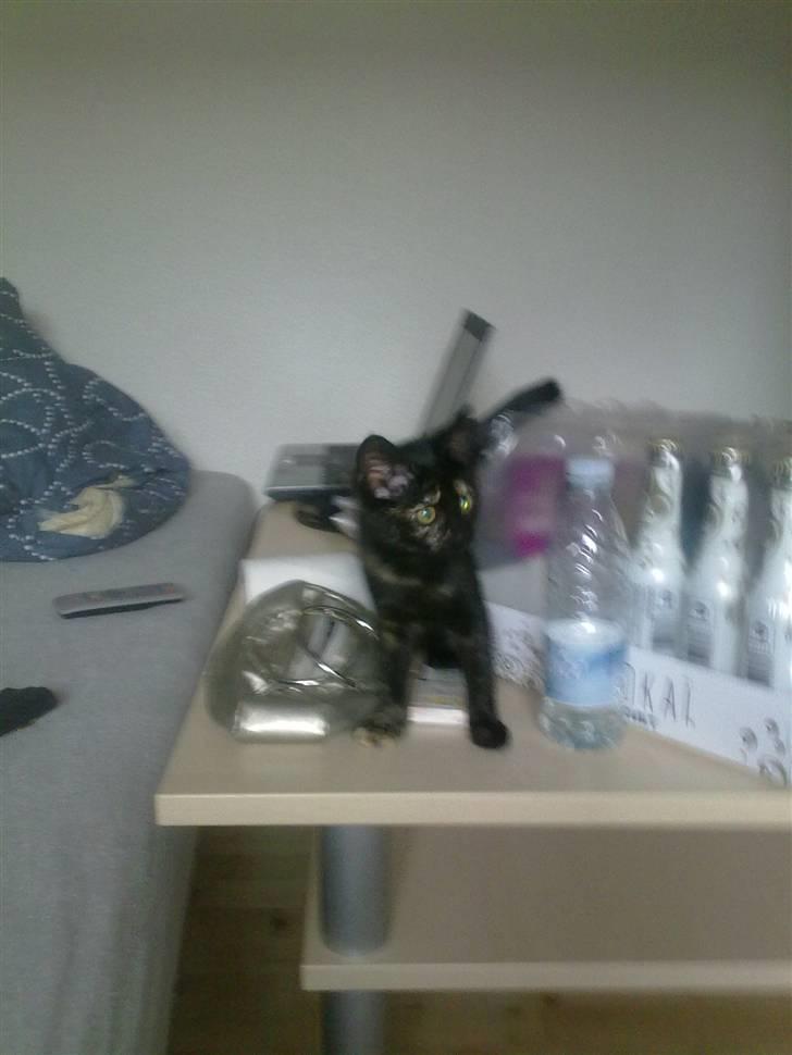 Huskat Bacardi billede 2