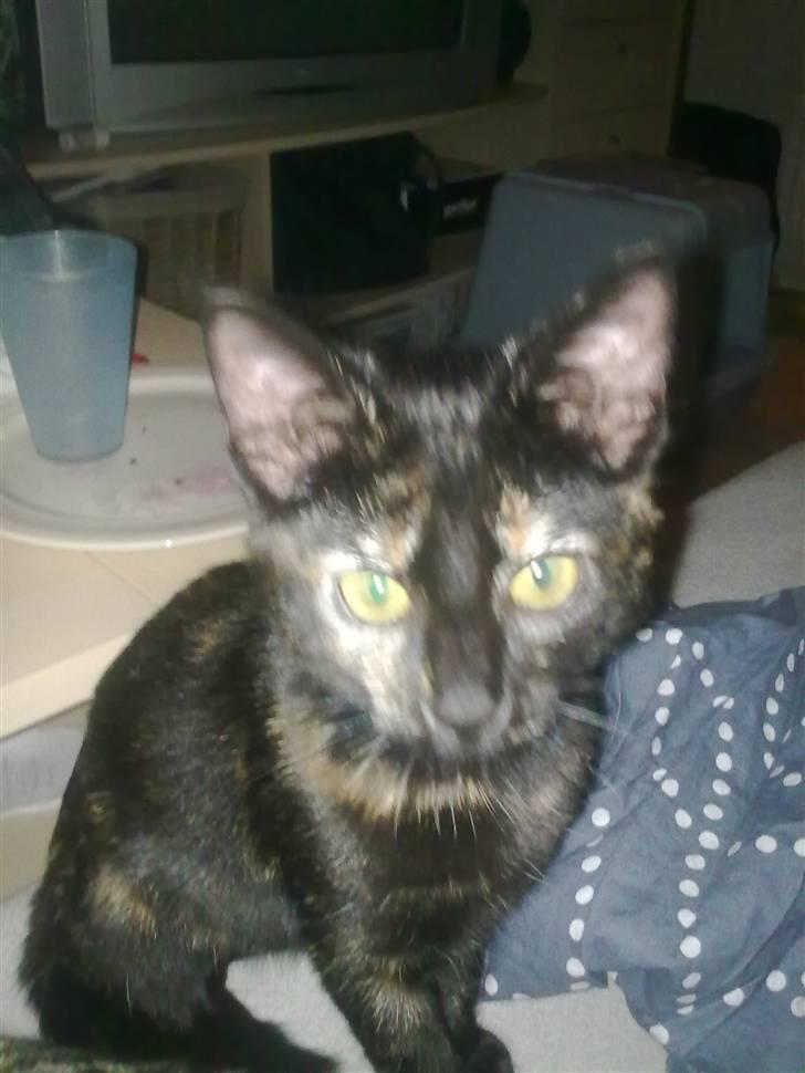 Huskat Bacardi billede 3