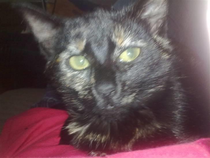 Huskat Bacardi billede 4