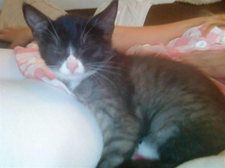 Blanding af racer Bandit'en billede 7