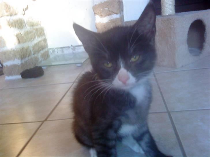 Blanding af racer Bandit'en billede 8