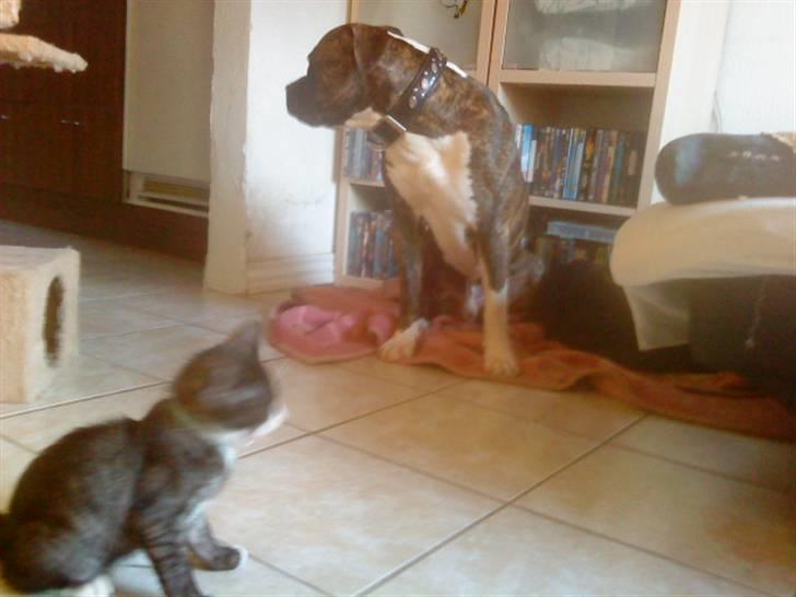 Blanding af racer Bandit'en billede 9