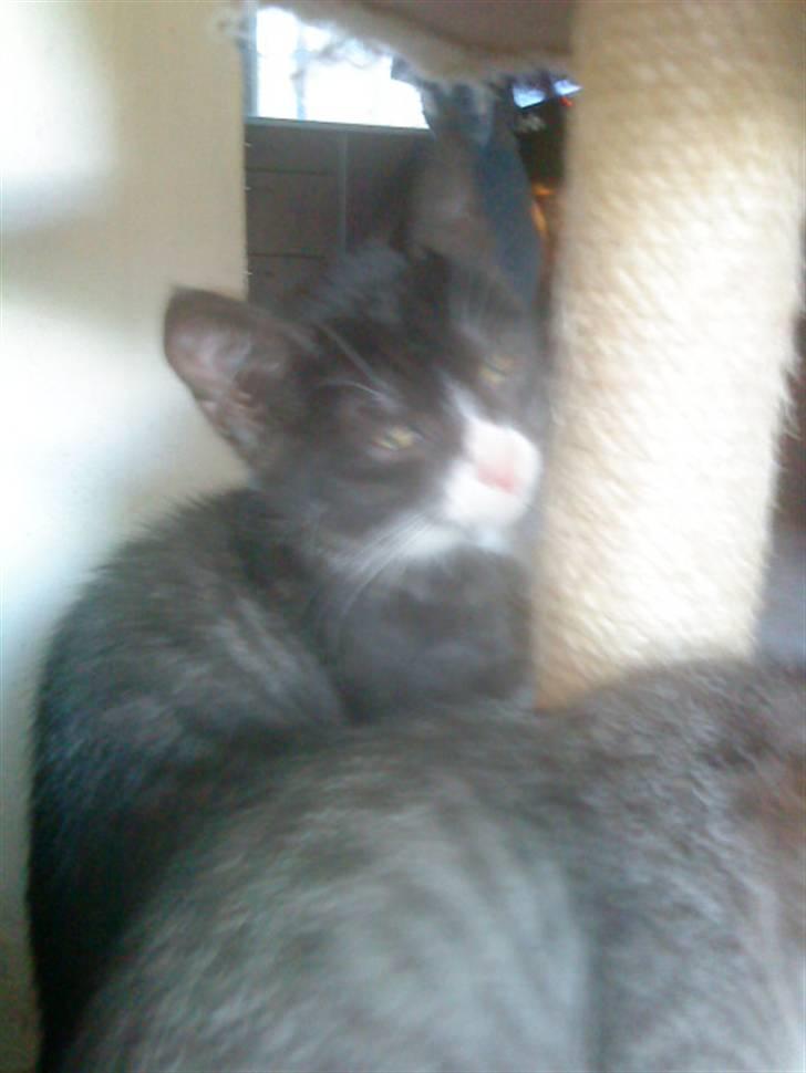 Blanding af racer Bandit'en billede 10