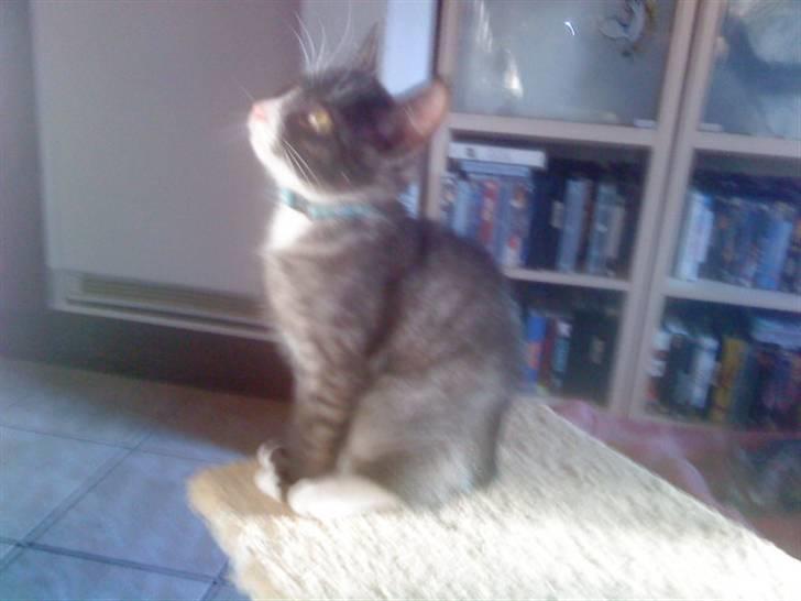 Blanding af racer Bandit'en billede 11