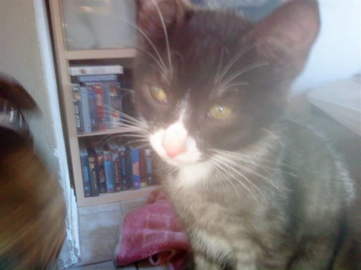 Blanding af racer Bandit'en billede 12